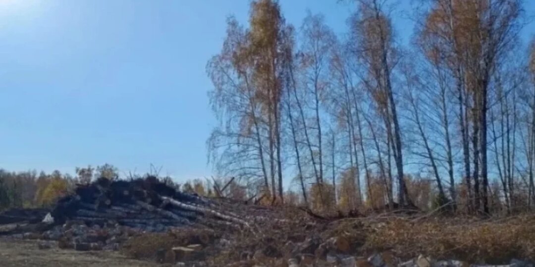 Челябинский бизнесмен получил 5,5 лет колонии за сокрытие нарушений в лесу