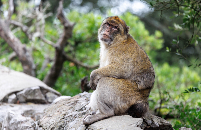 Макаки на Гибралтаре нашли способ «лечить» расстройство желудка после угощений туристов