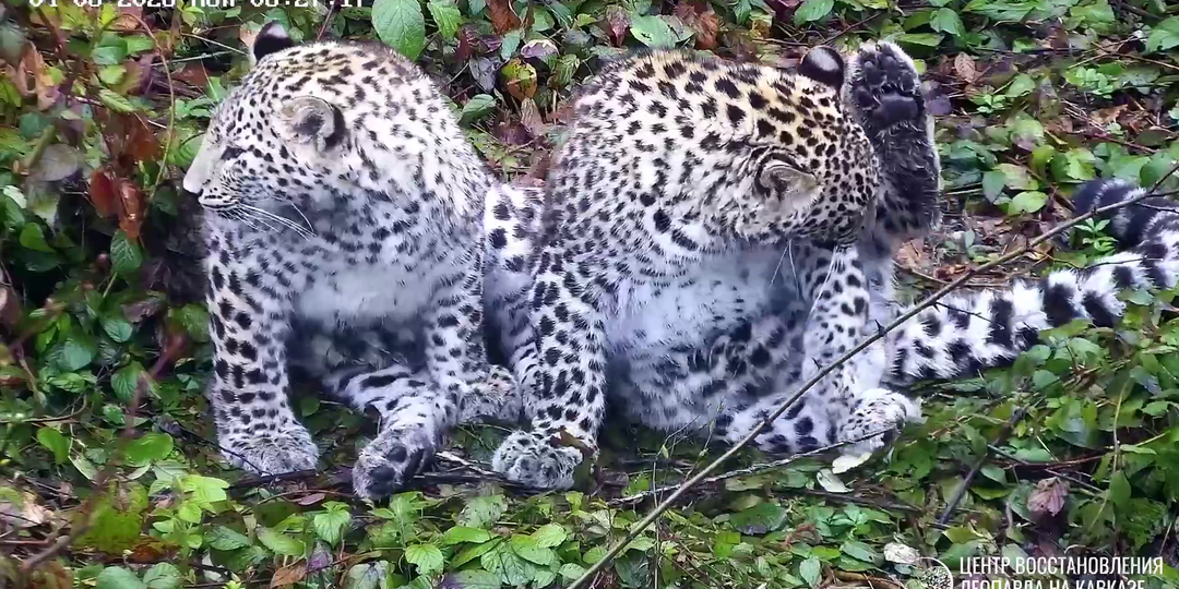 «Даже у шведов рождаются кавказские джигиты»: Центр восстановления леопарда показал котят на видео
