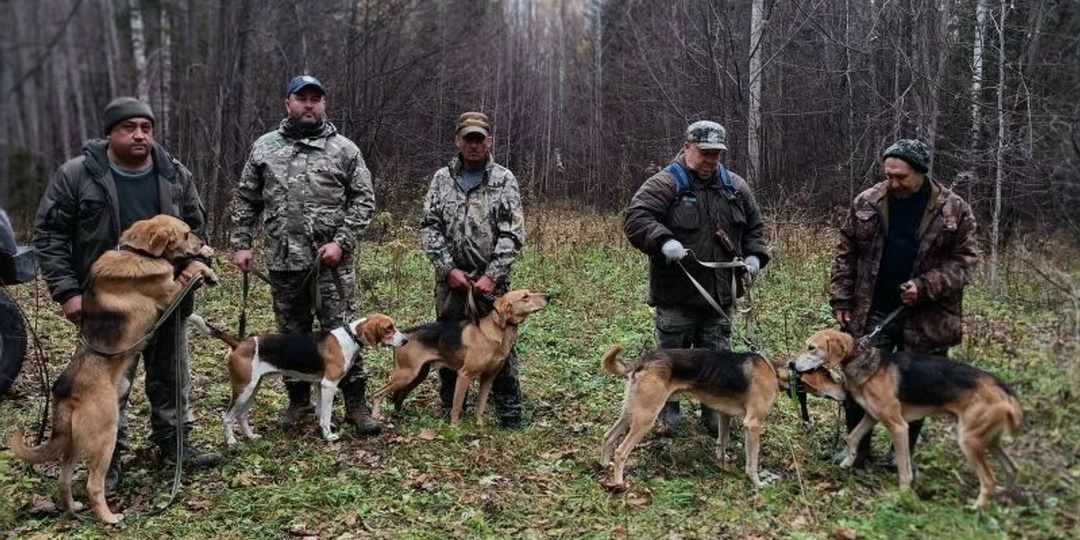 В Омске стартовали первые состязания гончих собак