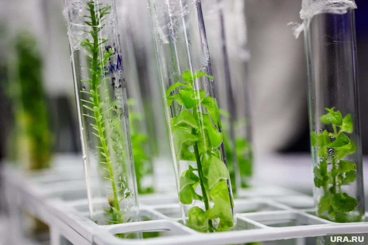     Пермяк предложил стимулировать рост растений за счет тока