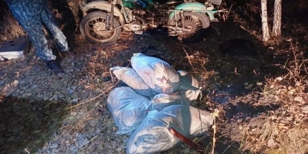 В Курганской области братьев осудили за незаконную охоту на лосей