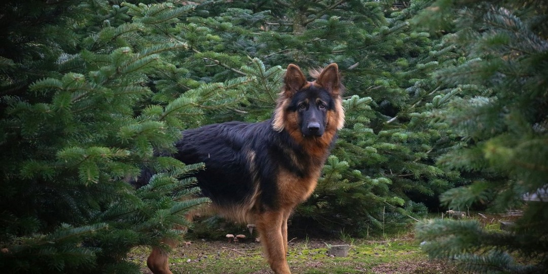 «Она просто смотрела такими глазами»: история спасения овчарки в Ленобласти