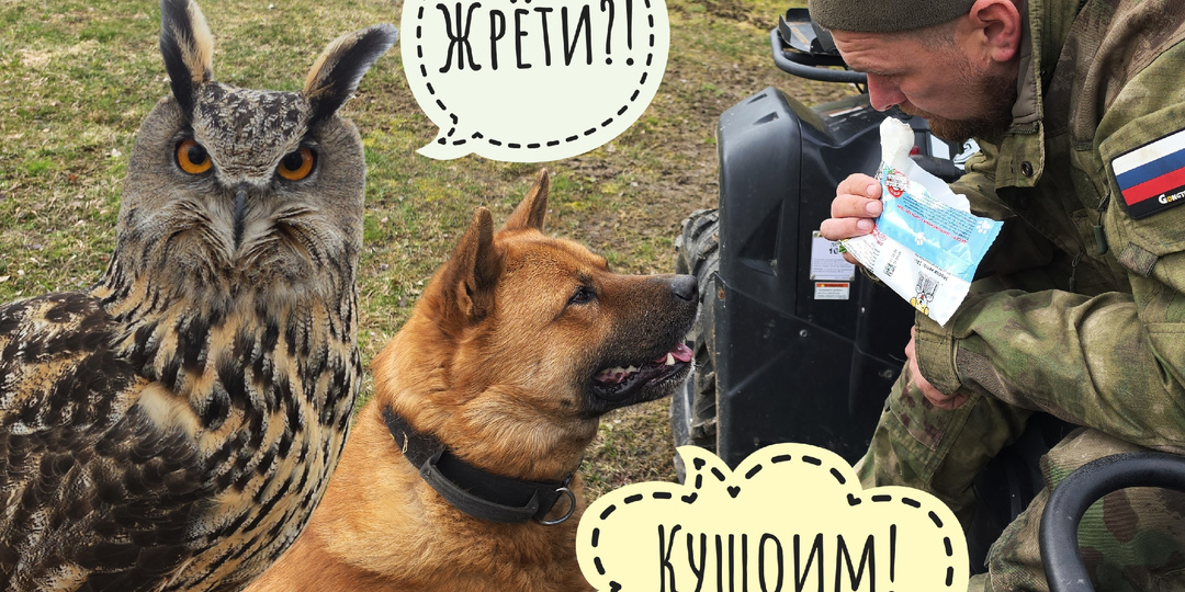 Выкопали себе ведьмину метлу! Пёс Кубик помогал сажать берёзу, сова Ёль ходила гулять