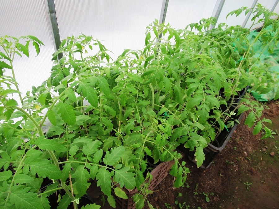 рассада на закаливании в теплице, фото автора 24 апреля 2026 г