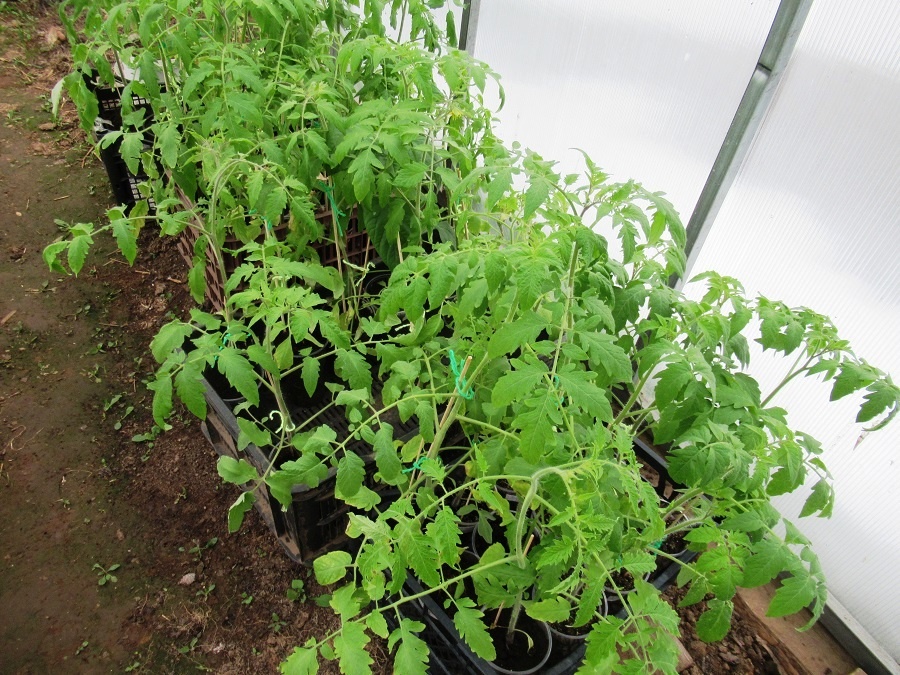 рассада на закаливании в теплице, фото автора 24 апреля 2026 г