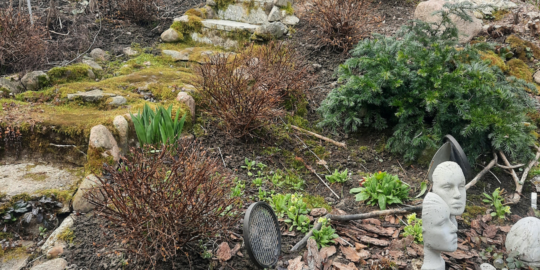 Постиспуг дзеновский, садовый, быстробежный