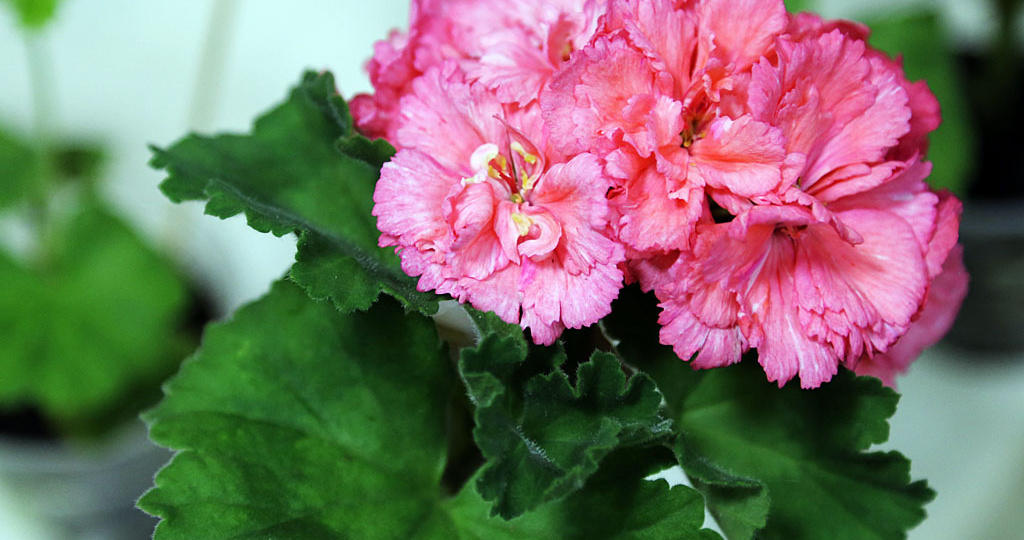 Добавляю 1 каплю в воду для полива пеларгонии — и она выбрасывает в 2 раза больше бутонов и цветет пышнее