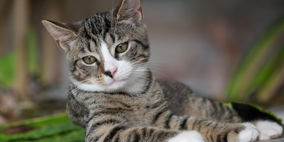 🐱 Беспородная кошка: плюсы и минусы, о которых стоит знать