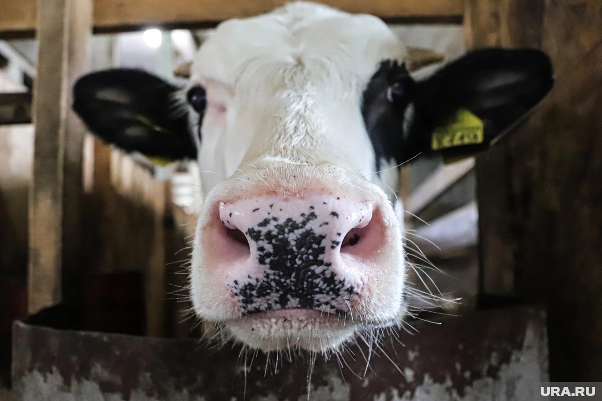     Инфляция и дефицит скота разогнали цены на мясо (архивное фото)