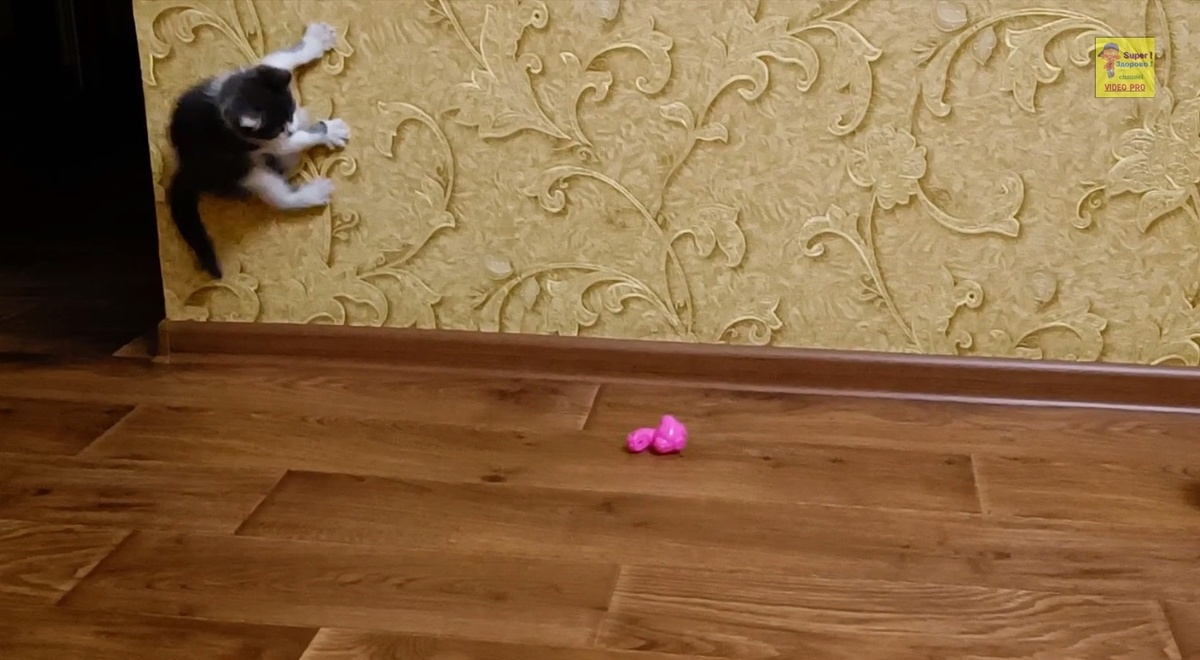 Бегает по стенам )))