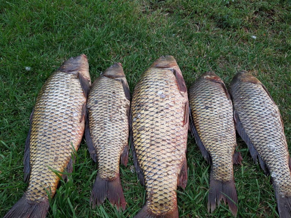 Прошлогодний клев на Дону. Сентябрь 2025г.