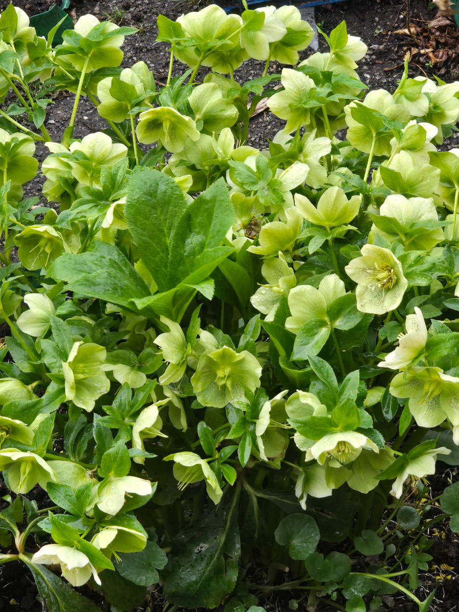 Зеленый манифест весны!