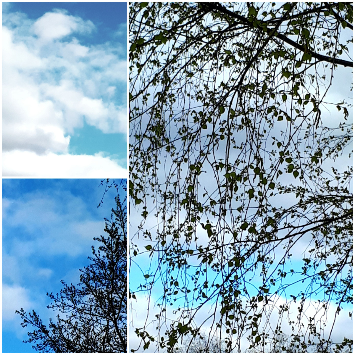 Коллаж автора 24.04.2026г.