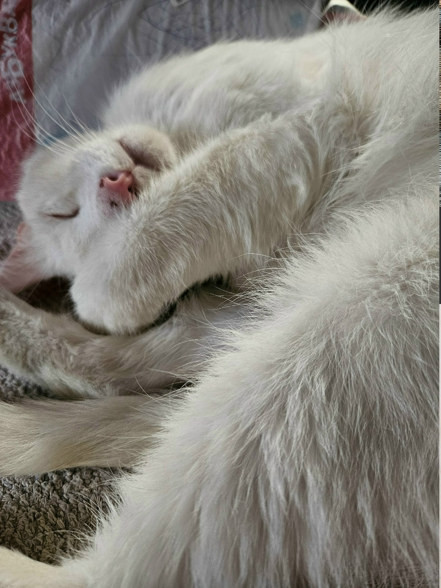 Беляшик кайфует в семье...