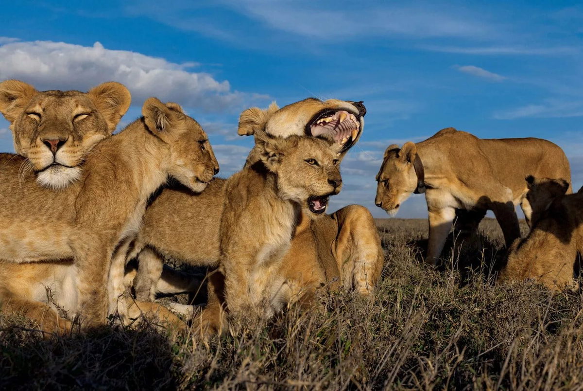 Обычно львицы остаются в своём прайде с рождения и до самой смерти. Да, может шансы выбиться на самый верх иерархии и не высоки, зато рядом всегда есть подруги, которые прикроют на охоте!
