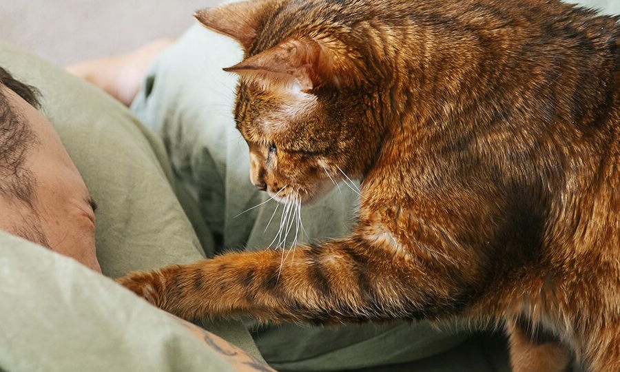 🐱 Как отучить кошку будить вас в 5 утра с требованием еды (и остаться в живых)