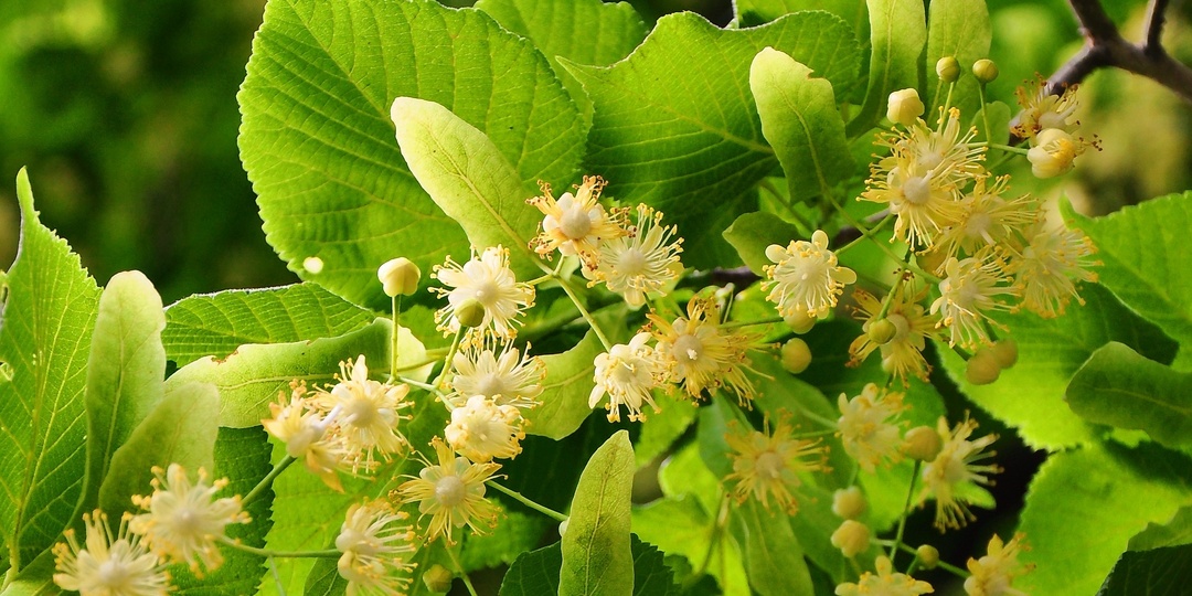 В Новосибирске 25 апреля ожидается до +21 градуса тепла