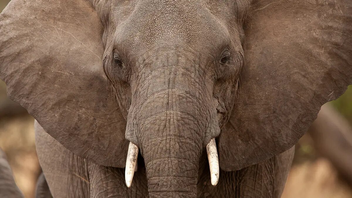    Источник: vm.ru/ Григорий Шевелев