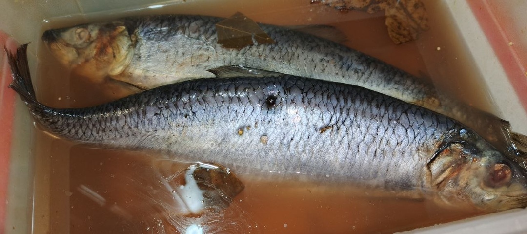 Вот и дождались мы нашу селедочку