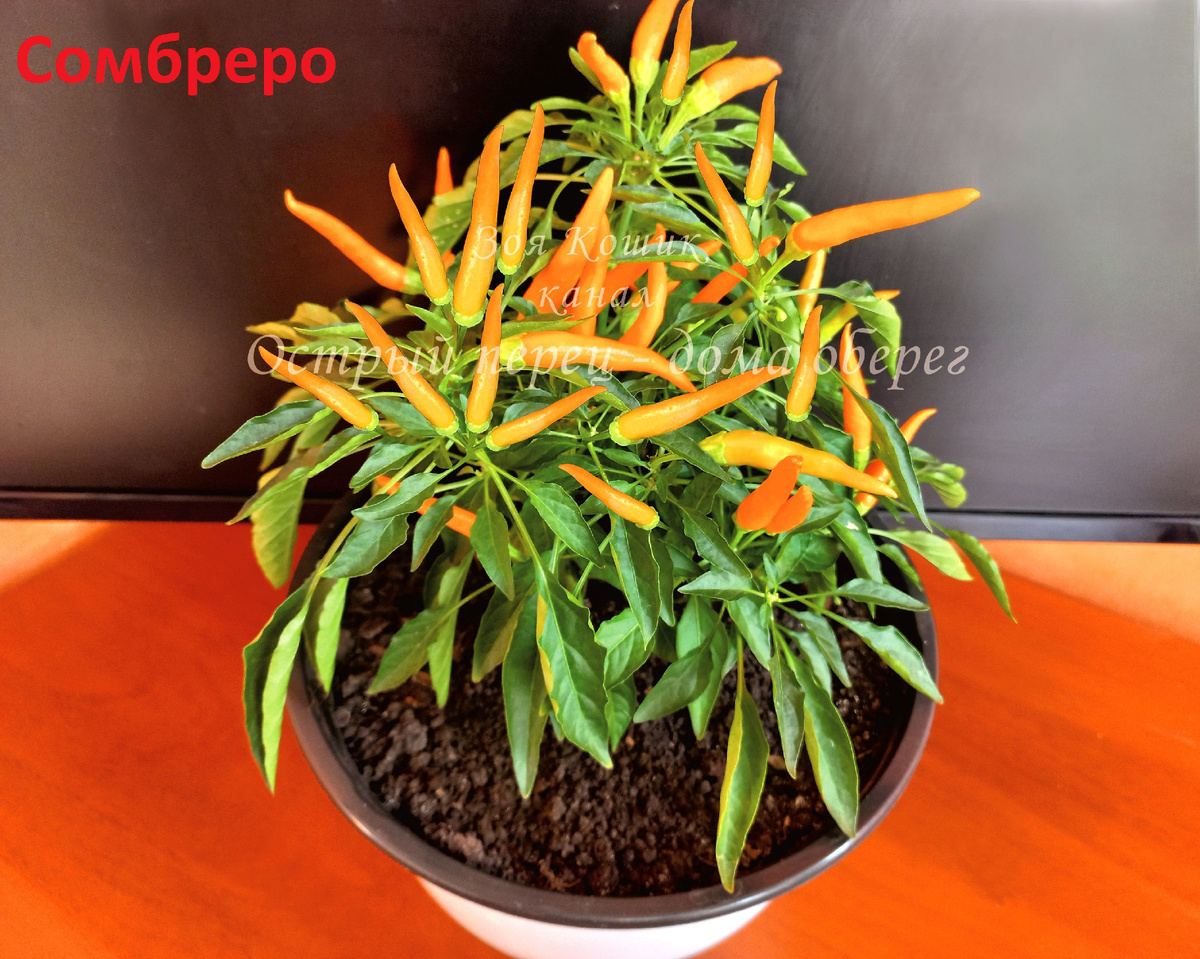 Острый перец Сомбреро