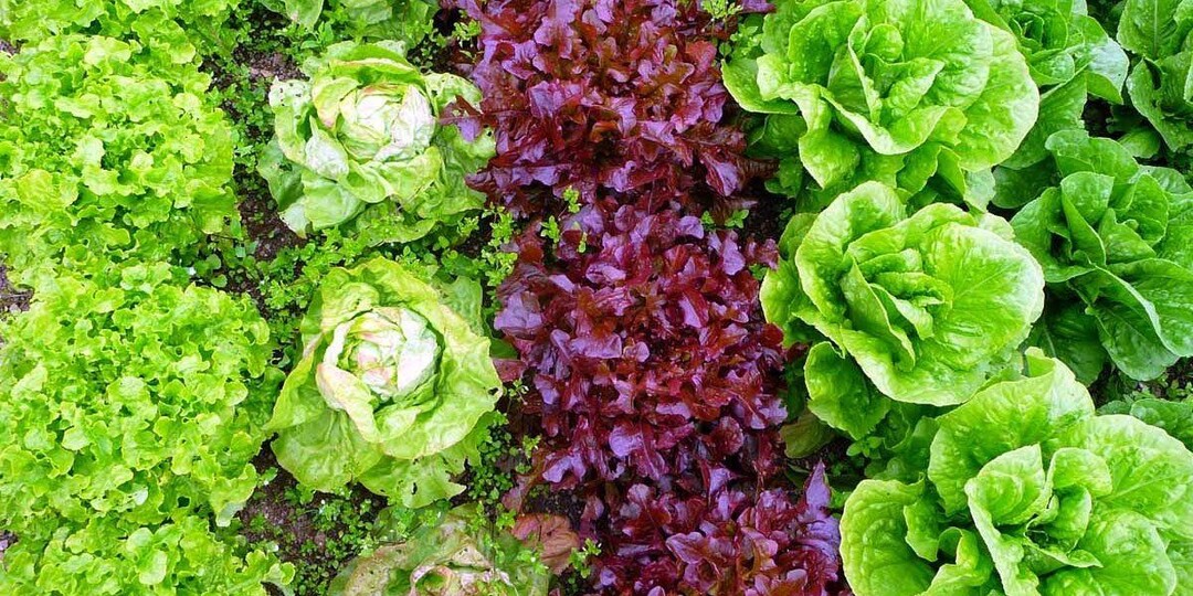 Посадка семян салата в открытый грунт: сорта для длительного хранения