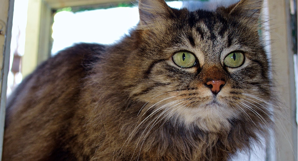 🐱 Старость у кошек: какие болезни приходят с годами и как их отодвинуть