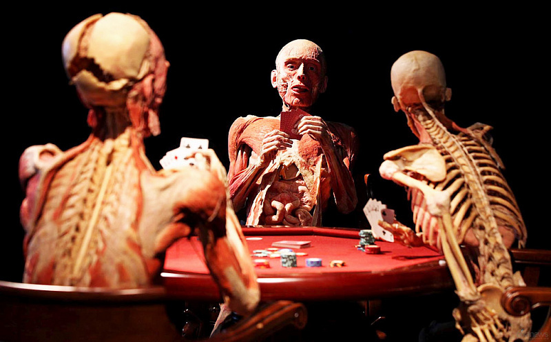     Зал Plastinarium (Plastinarium) aldita.net