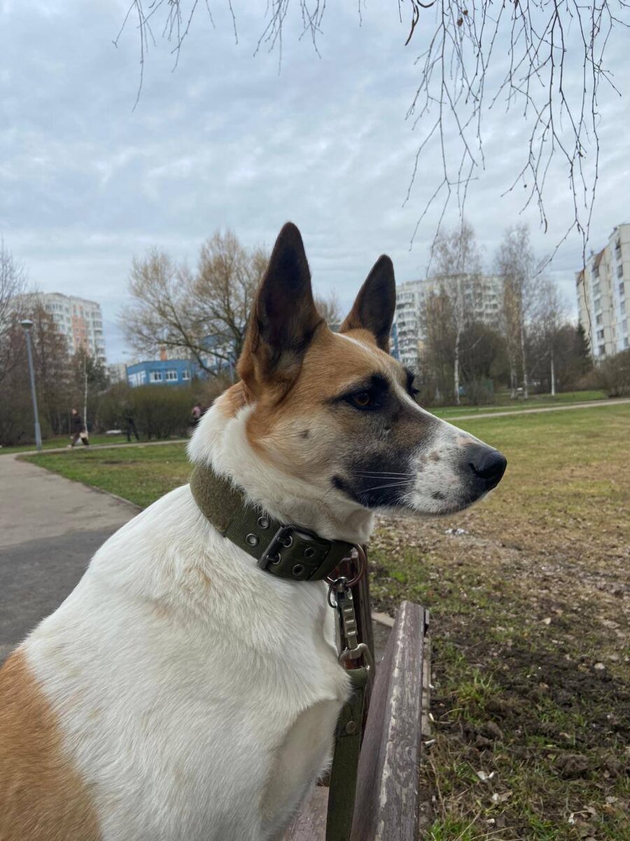 Узнали? Это Веста. Которая сначала была Милли