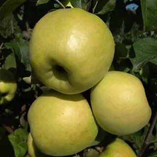 Фото из интернета.