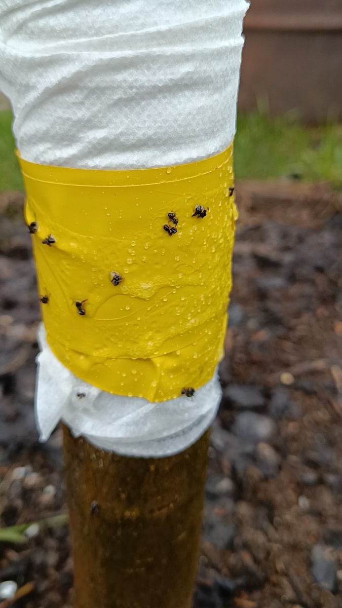 А это уже на следующий день после установки ловчего пояса.