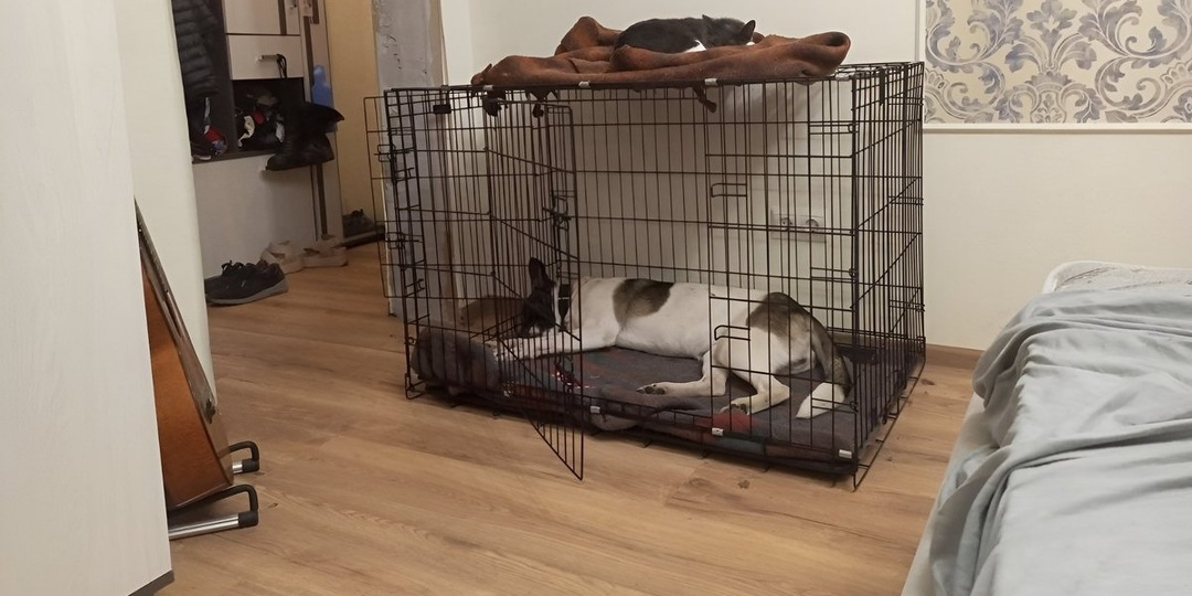 Личный опыт: клетка для собаки дома