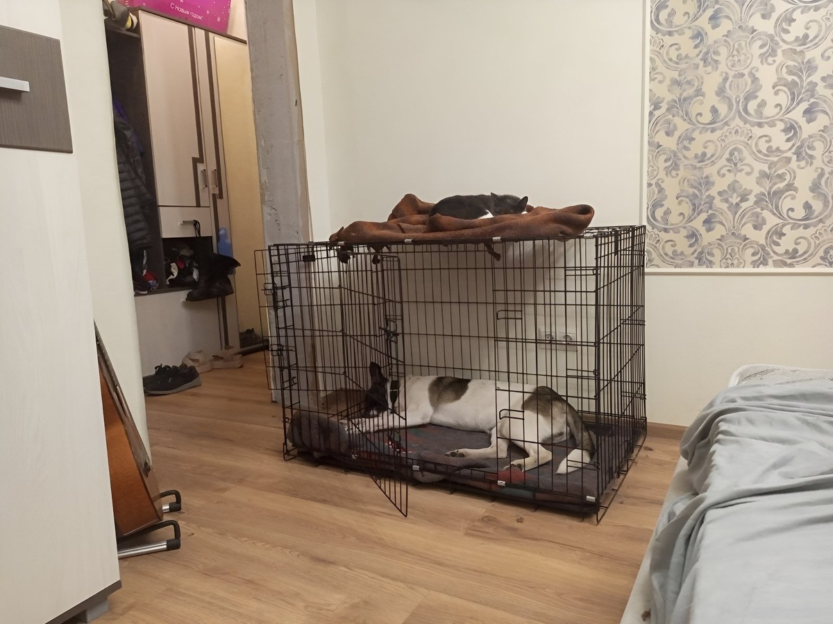    Клетка помогла Бусе научиться расслабляться и отдыхать дома