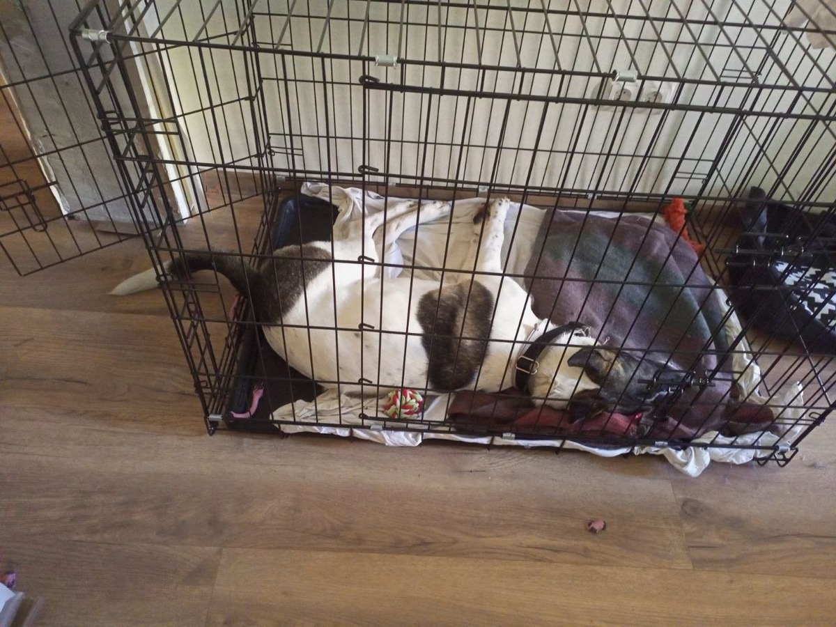    Клетка оказалась не только отличным местом для сна, но и хорошей игровой зоной для активного щенка