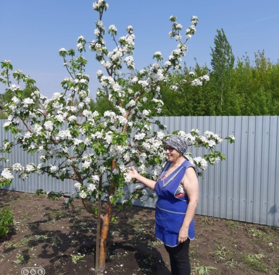 🍎ЯБЛОНИ НА ПОЛУКАРЛИКАХ: золотая середина, или Как вырастить сад без стремянки и трагедий 😉