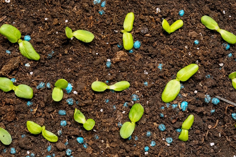    Эксперт объяснил, какие химикаты на участке под запретом. Фото: Pixel-Shot / Shutterstock / Fotodom