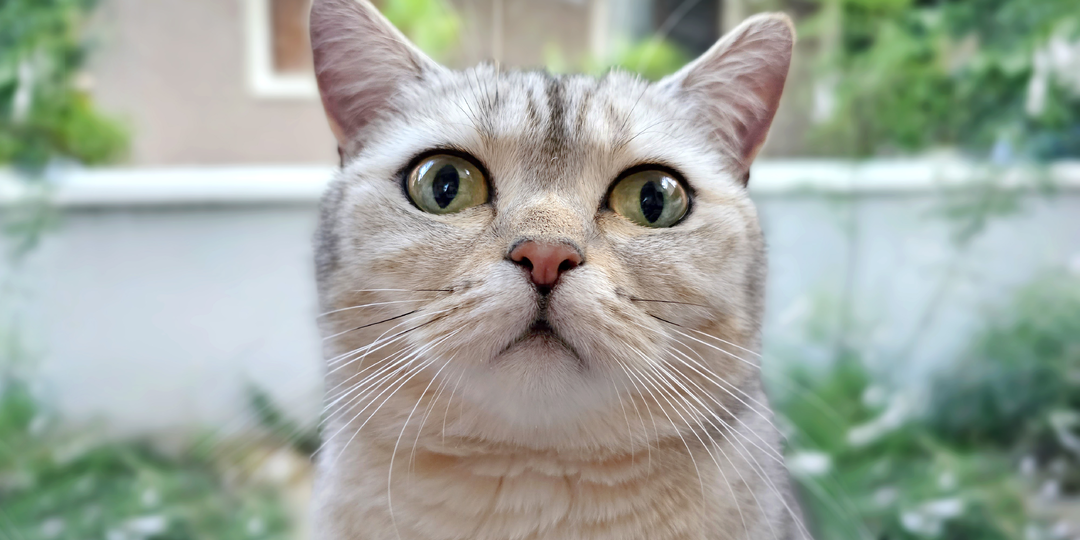 🐱5 простых, но очень важных правил: как сохранить здоровье кошки и продлить ей жизнь