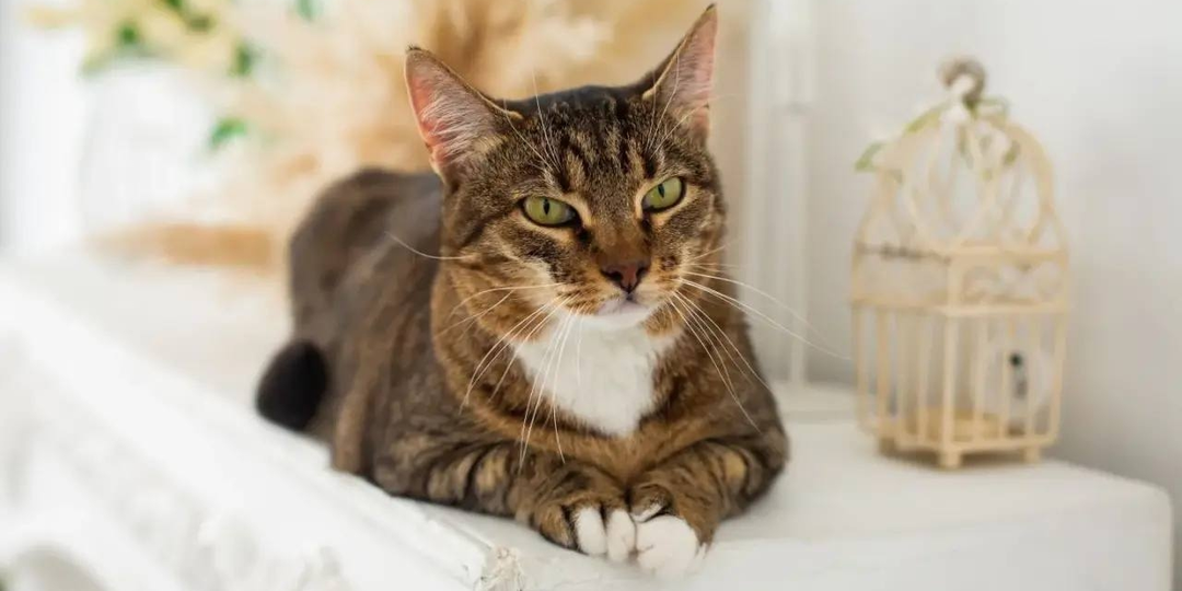 🐈 ТЕПЛО и НЕЖНОСТЬ=ДРУЖКА