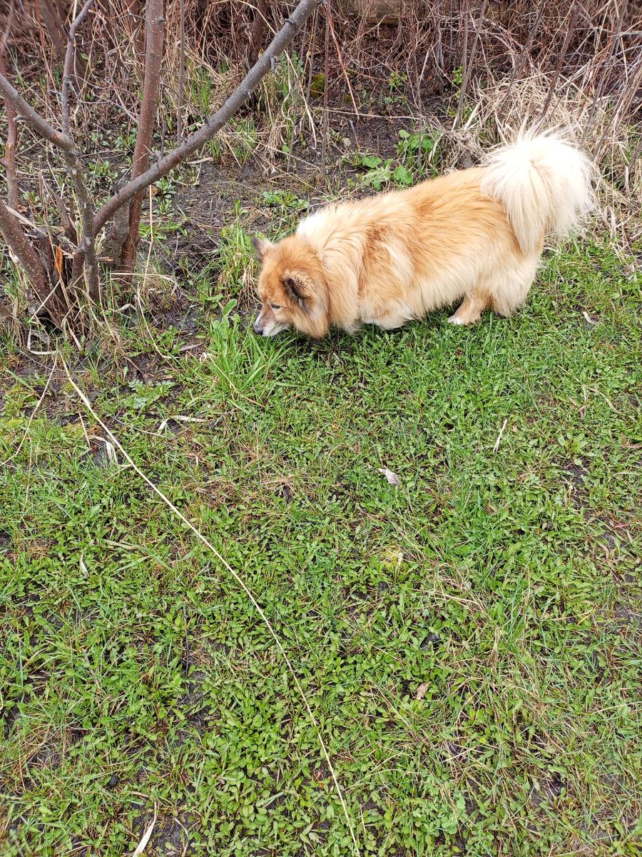Дружок что-то  вынюхивает 😉