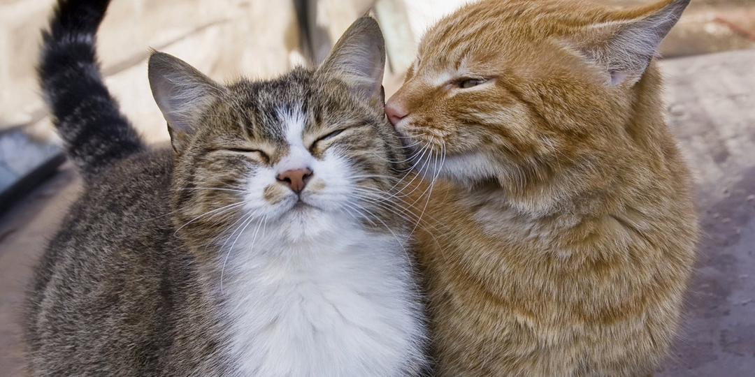 🐱 В каком возрасте можно вязать кошку и кота, и почему важно не спешить