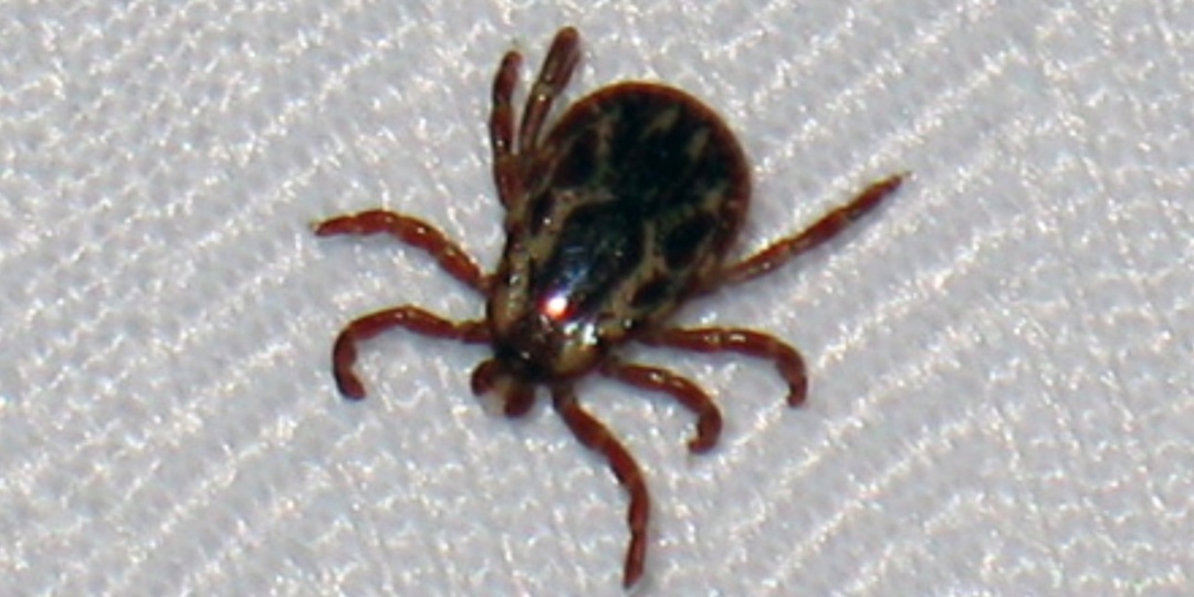 Клещ в квартире: как он туда попал и где прячется — проверьте эти места прямо сейчас