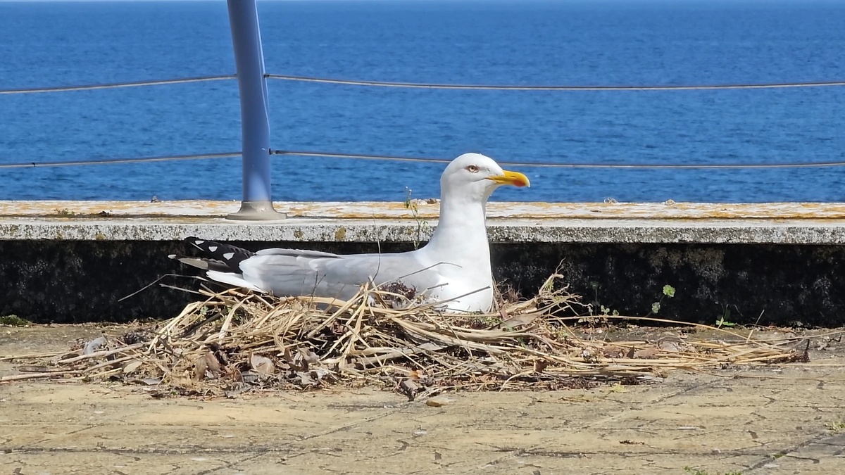 Удивительный выбор места для гнезда: с одной стороны море, с другой - любопытные взгляды прохожих