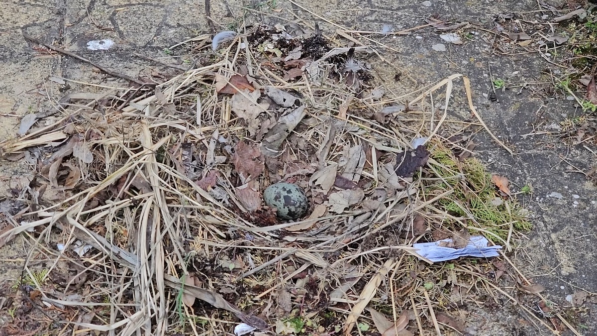 Первенец лежит в нехитрой чаше из травы и листьев