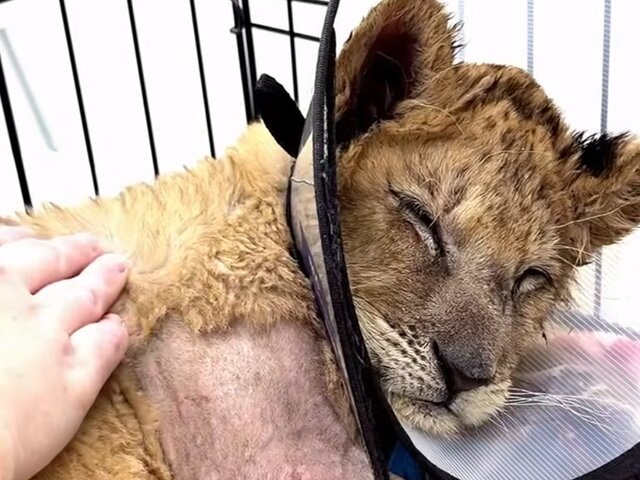    Фото: телеграм-канал "Парк львов ЗЕМЛЯ ПРАЙДА"