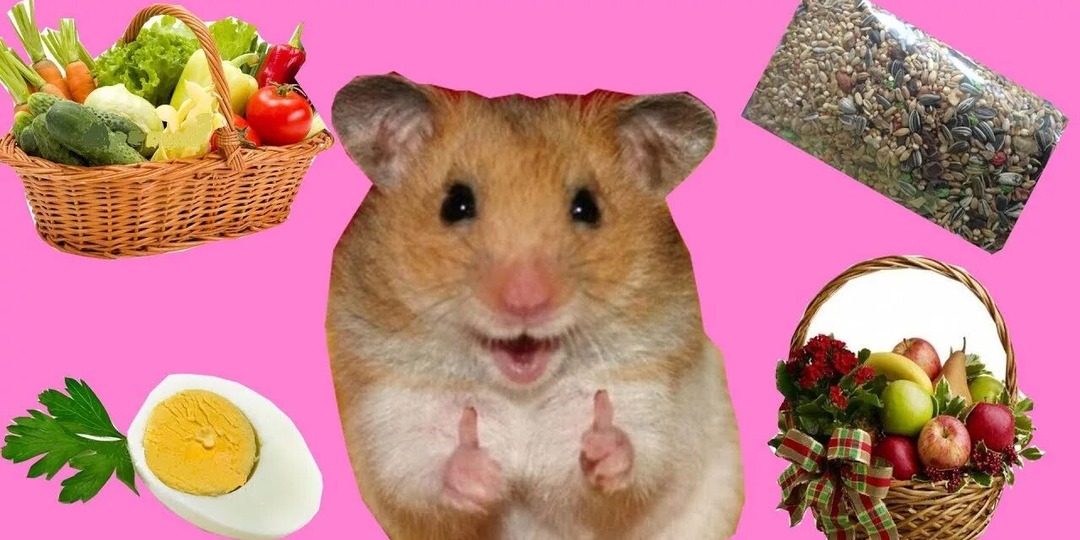 Чем кормить хомяка: полное руководство для заботливого хозяина