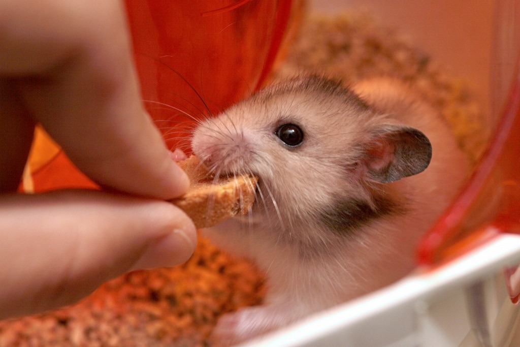 Фотография из интернета