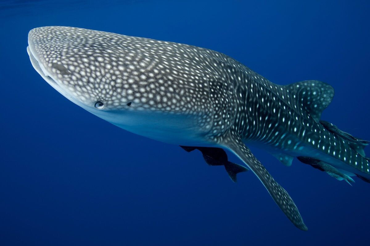 Фото с сайта: https://br.pinterest.com/pin/whale-shark-occasional-visitors-to-montezumas-waters--557601997597391164/