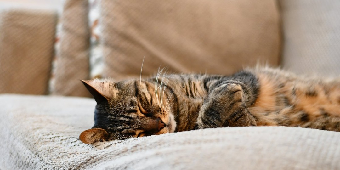 Желудок у кошек: строение и возможные заболевания