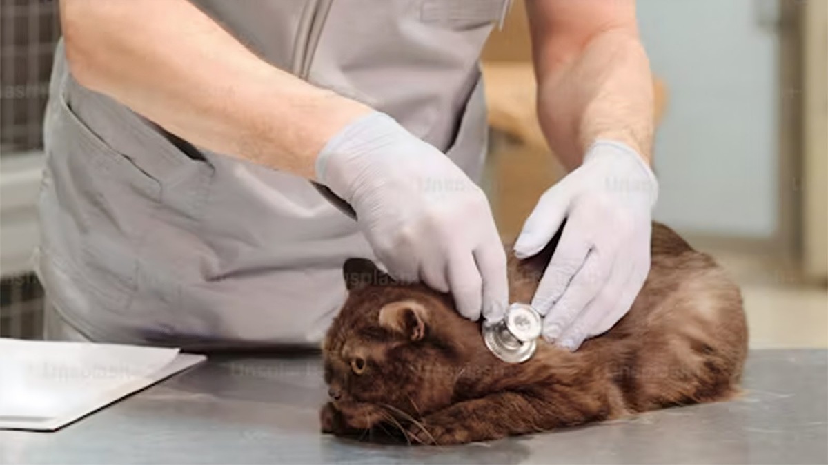    Заболевания желудка у кошки сложно диагностировать, потому что они имеют схожие симптомы