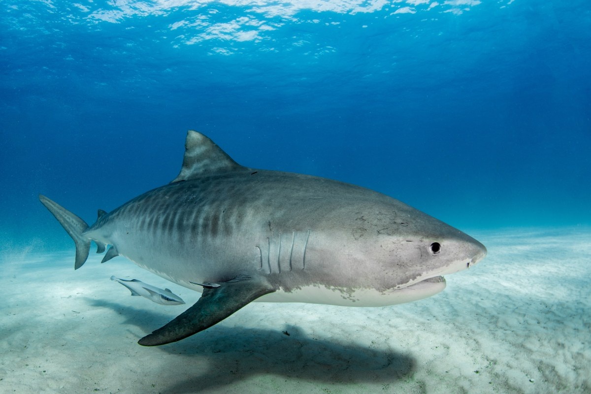 Фото с сайта: https://www.newsweek.com/hawaii-sees-tiger-shark-numbers-increase-after-spate-attacks-1798120